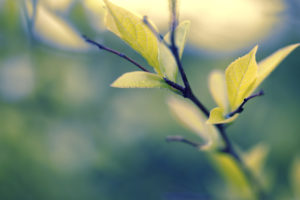 Close up picture of a single branch with leaves that are changing from green to yellow.