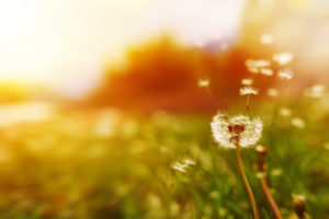 Mature dandelions in a green field with parts of the bloom floating away in the wind.
