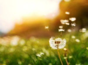 Mature dandelions in a green field with parts of the bloom floating away in the wind.